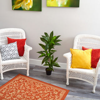 Plant shown in a real room/living space, with furniture; natural lifestyle context.