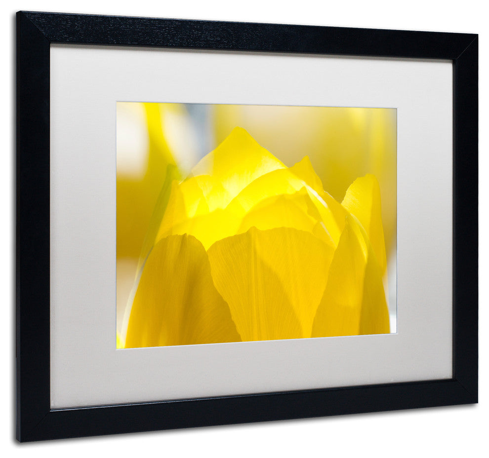 'Yellow Tulip' Matted Framed Canvas Art by Kurt Shaffer