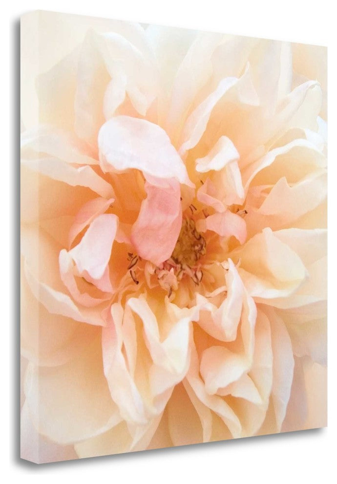 "Promise Rose" By Rebecca Swanson, Giclee Print on Gallery Wrap Canvas
