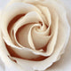 Our Original Collection Pretty Sepia Rose, Gallery Wrapped Canvas, 20"x20"