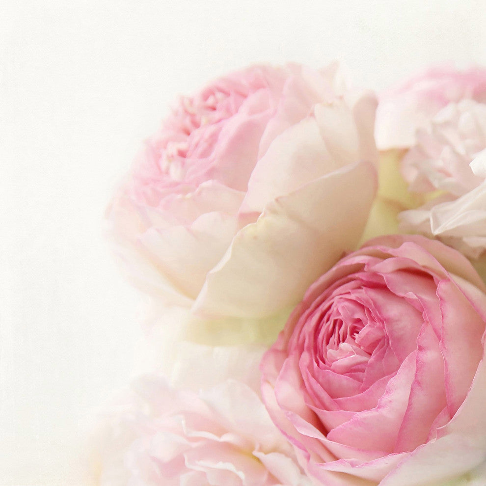 Marmont Hill, "Roses" by Sylvia Cook Painting Print on Wrapped Canvas, 48x48