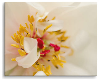 Eye of Peony Floral Nature Photography Canvas Wall Art Print, 16" X 20"
