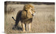 "African Lion Male, Khutse Game Reserve, Botswana" Artwork, 18" x 12"