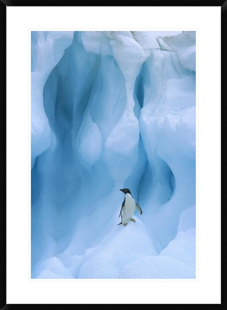 Adelie Penguin On Iceberg, South Shetland Islands, Antarctic Peninsula, 26"x36"