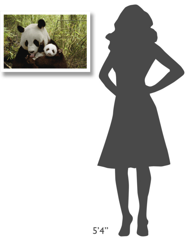 "Giant Panda Gongzhu and cub, bamboo, Wolong Nature Reserve" Paper Art, 26"x18"