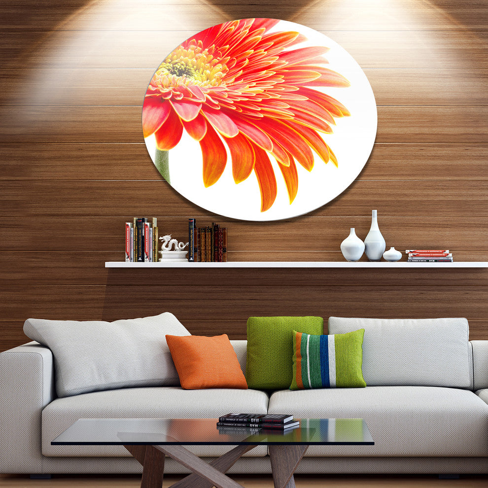Orange Gerbera On White Background, Flower Disc Metal Wall Art, 36"