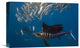 "Atlantic Sailfish Hunting Round Sardinella, Isla Mujeres, Mexico" Artwork