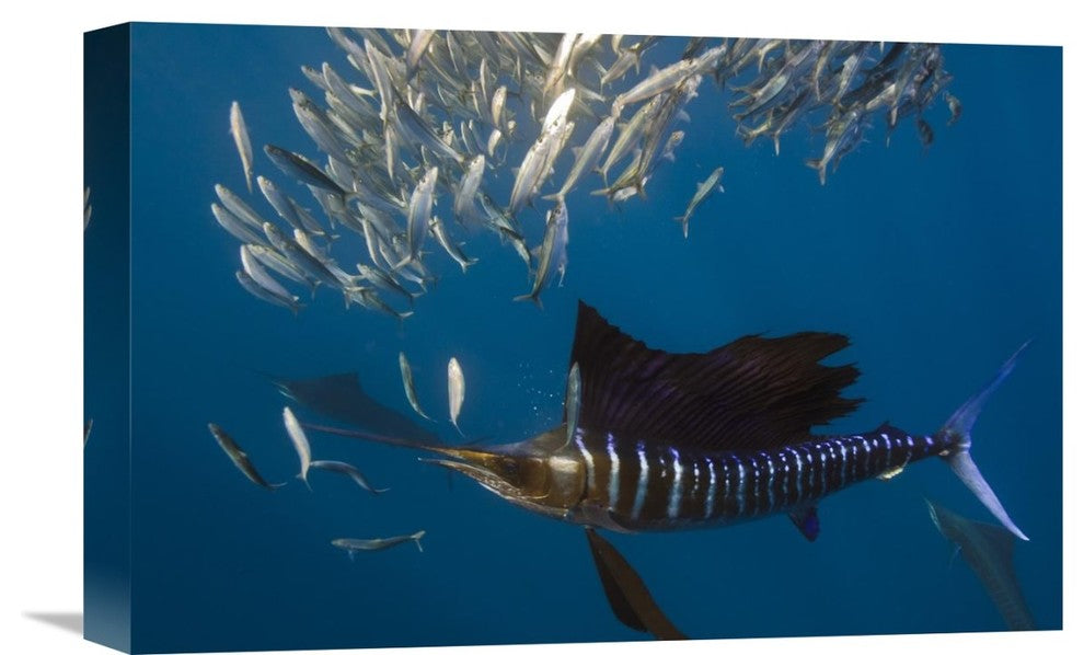 "Atlantic Sailfish Hunting Round Sardinella, Isla Mujeres, Mexico" Artwork