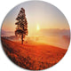 Tree And Sun, Landscape Photography Round Wall Art, 36"