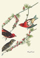 Purple Finch - Fine Art Giclee Print 24" x 36"