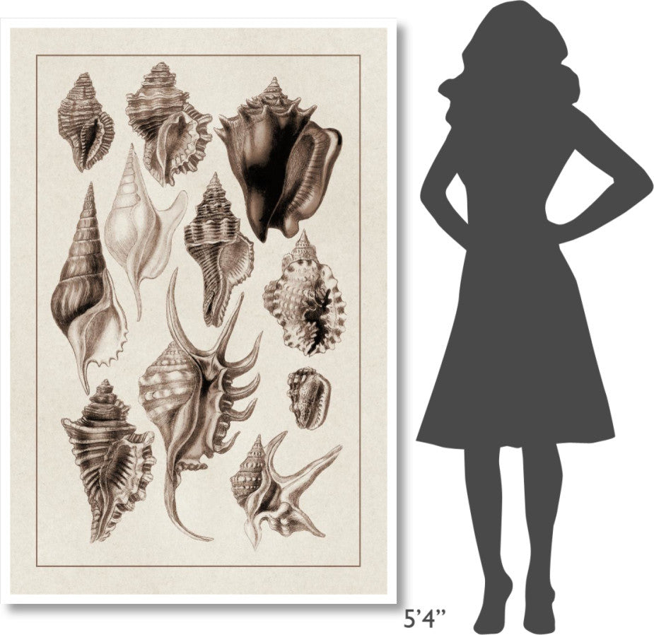 "Shells: Trachelipoda #5 (Sepia)" Digital Paper Print by G.B. Sowerby, 42"x62"