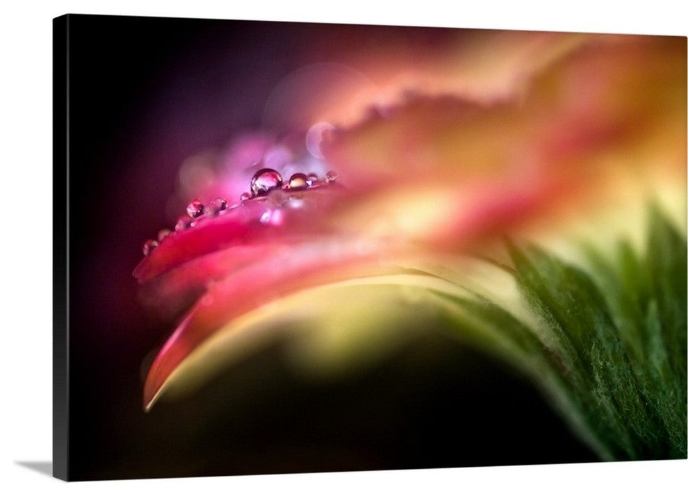 "Extreme Dew " Wrapped Canvas Art Print, 48"x32"x1.5"