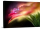 "Extreme Dew " Wrapped Canvas Art Print, 48"x32"x1.5"