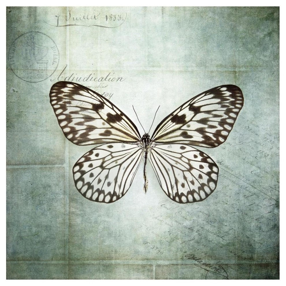 "French Butterfly V" Digital Paper Print by Debra Van Swearingen, 20"x20"
