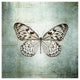 "French Butterfly V" Digital Paper Print by Debra Van Swearingen, 20"x20"