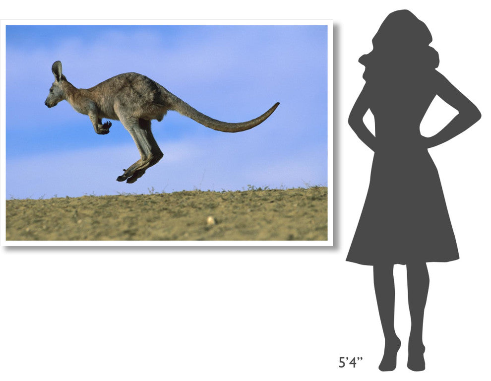 "Wallaroo or Euro Kangaroo hopping, Sturt, New South Wales" Paper Art, 62"x42"