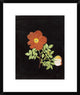 "Cut Out Watercolour of a Flower" Framed Digital Print by Margaret Nash, 20"x24"