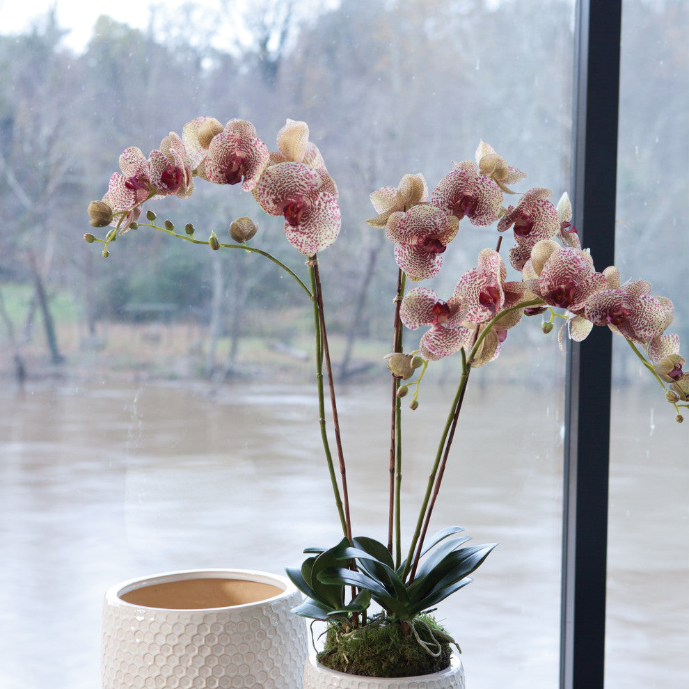 Phalaenopsis 32" Drop-In Burgundy