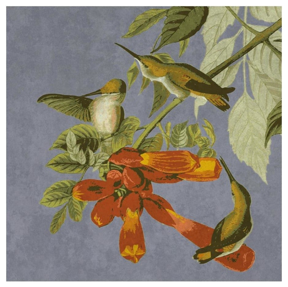 "Audubon Decor - Humming Bird Detail" Digital Paper Print by BG.Studio, 20"x20"