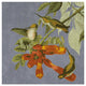 "Audubon Decor - Humming Bird Detail" Digital Paper Print by BG.Studio, 20"x20"