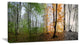 "Morning Forest Panorama" Canvas Print