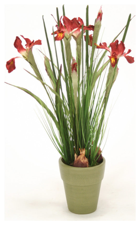 Dutch Iris and Mixed Grasses in Basil Finished French Pot