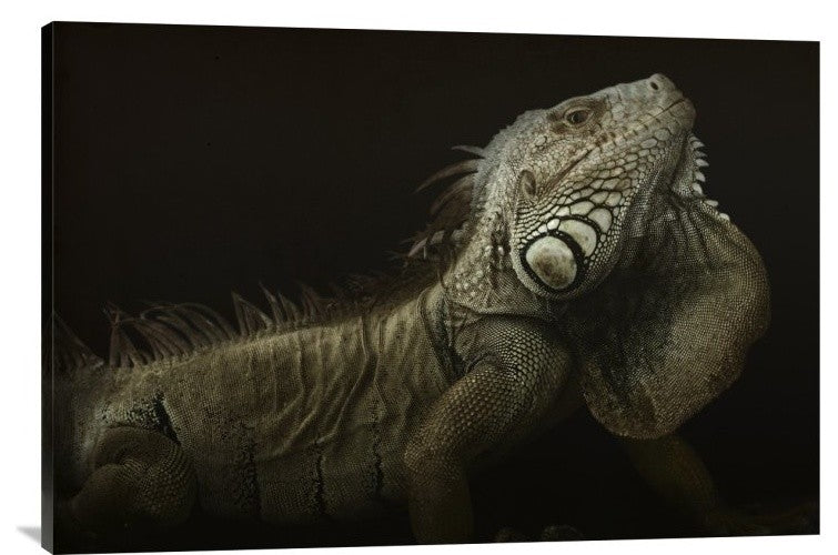 "Iguana Profile" Stretched Canvas Giclee by Aleksandar Milosavljevic, 36x24"