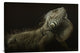 "Iguana Profile" Stretched Canvas Giclee by Aleksandar Milosavljevic, 36x24"