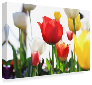 Incredi 'Red White And Yellow' Canvas Art, 19"x12"