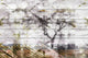 "Faded Tree" Print on White Wood, 36"x24"