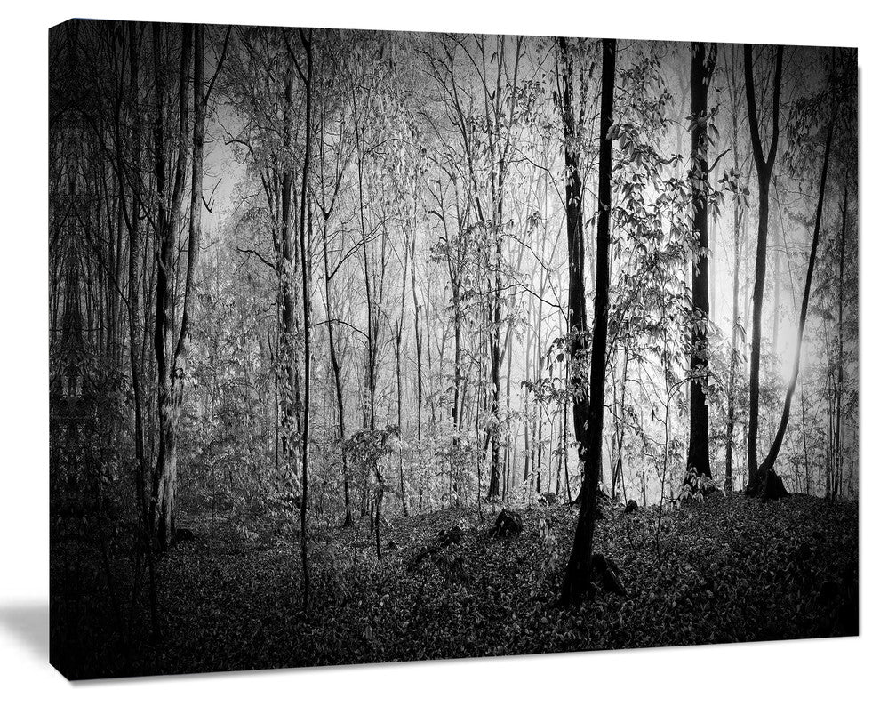 Beautiful Forest Morning Panorama, Large landscape Canvas Art Print, 60x40