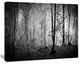 Beautiful Forest Morning Panorama, Large landscape Canvas Art Print, 60x40