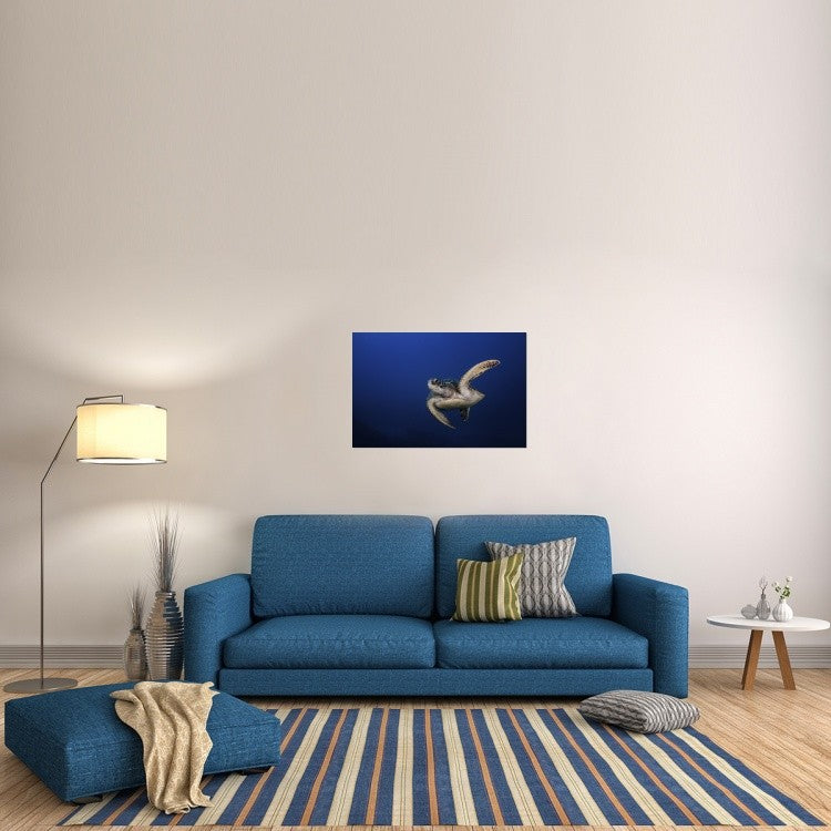 "Green Turtle" Stretched Canvas Giclee by Barathieu Gabriel, 36x24"