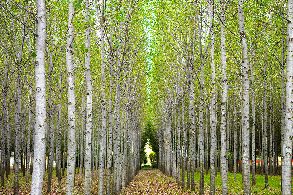 "Into the Woods, One" Canvas, 40"x60"