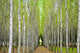 "Into the Woods, One" Canvas, 40"x60"
