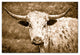 Sepia Bull 20x30 Canvas Wall Art