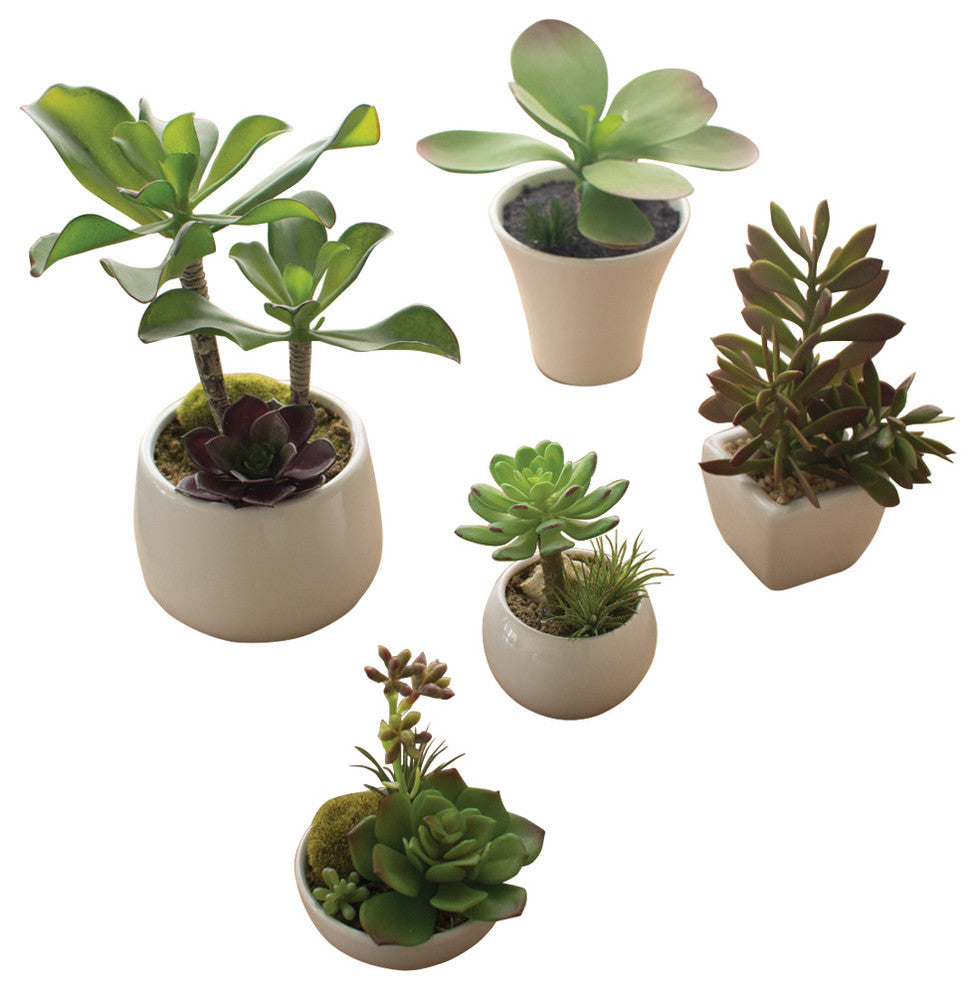 SET OF 5 ARTIFICIAL SUCCULENTS W WHITE CERAMIC POTS