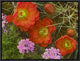 Claret Cup Cactus and Verbena Detail Of Flowers In Bloom, North America, 16"x12"