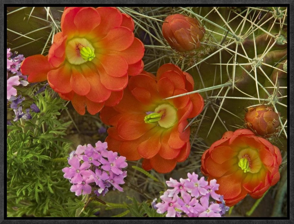 Claret Cup Cactus and Verbena Detail Of Flowers In Bloom, North America, 16"x12"