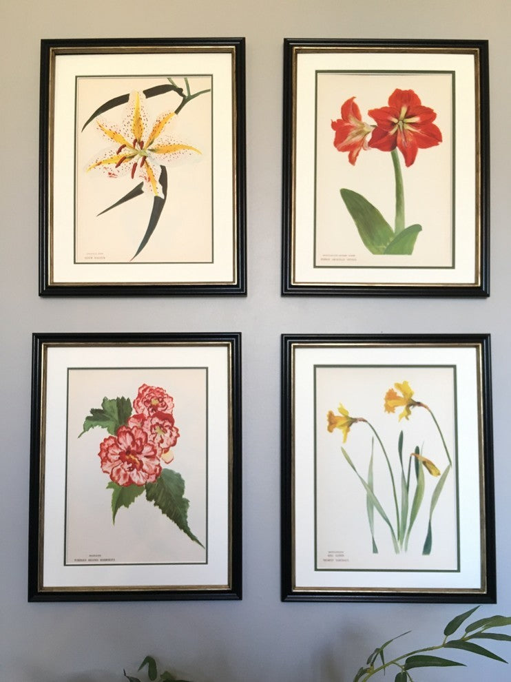 Original Vintage Paris Begonia Flower Framed Print