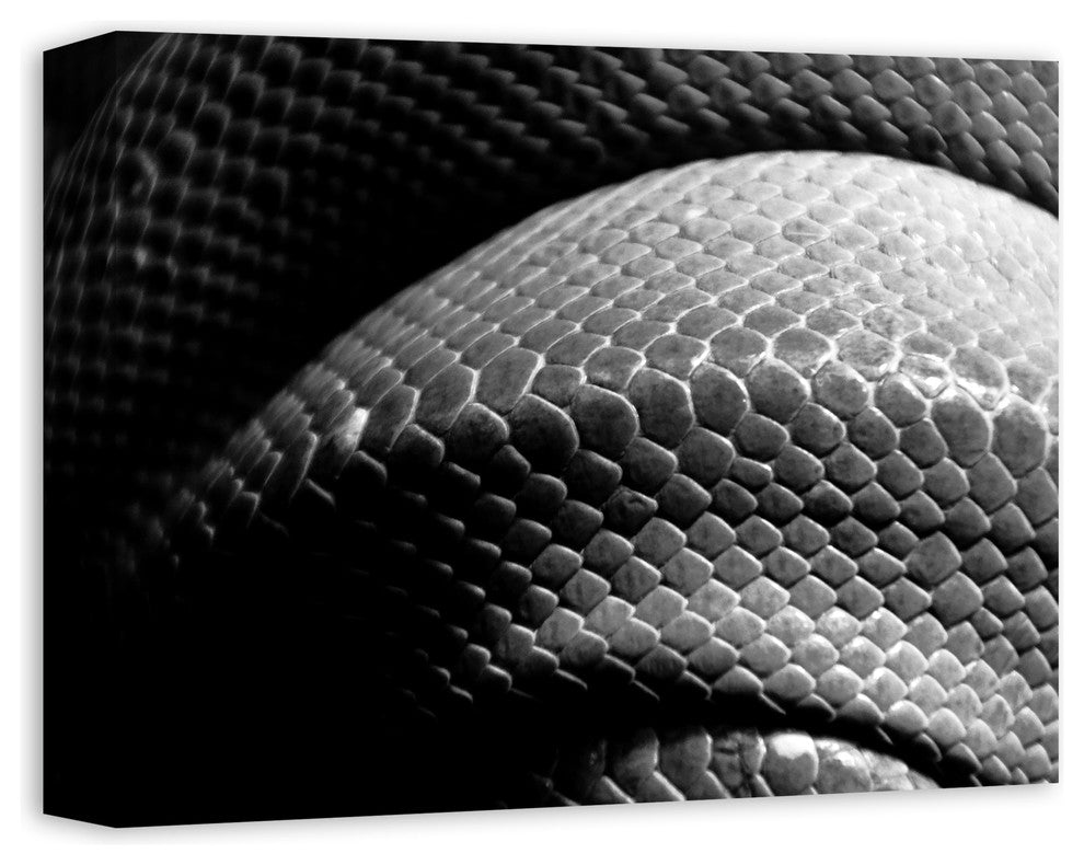 Black and White Snake Skin Texture Print on Canvas