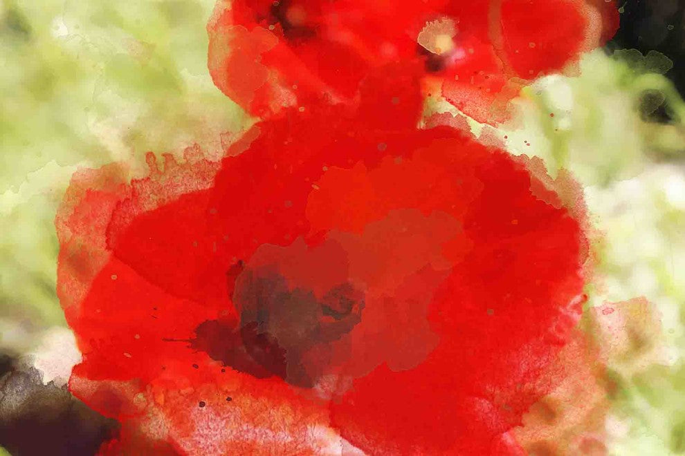 "Red Poppy" Painting Print on Canvas by Irena Orlov