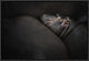 "Dreamin" Framed Canvas Giclee by Zdenek Vales, 19x13"