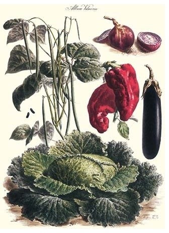Vegetables; Eggplant, Cabbage, Peppers, Onions, and Beans