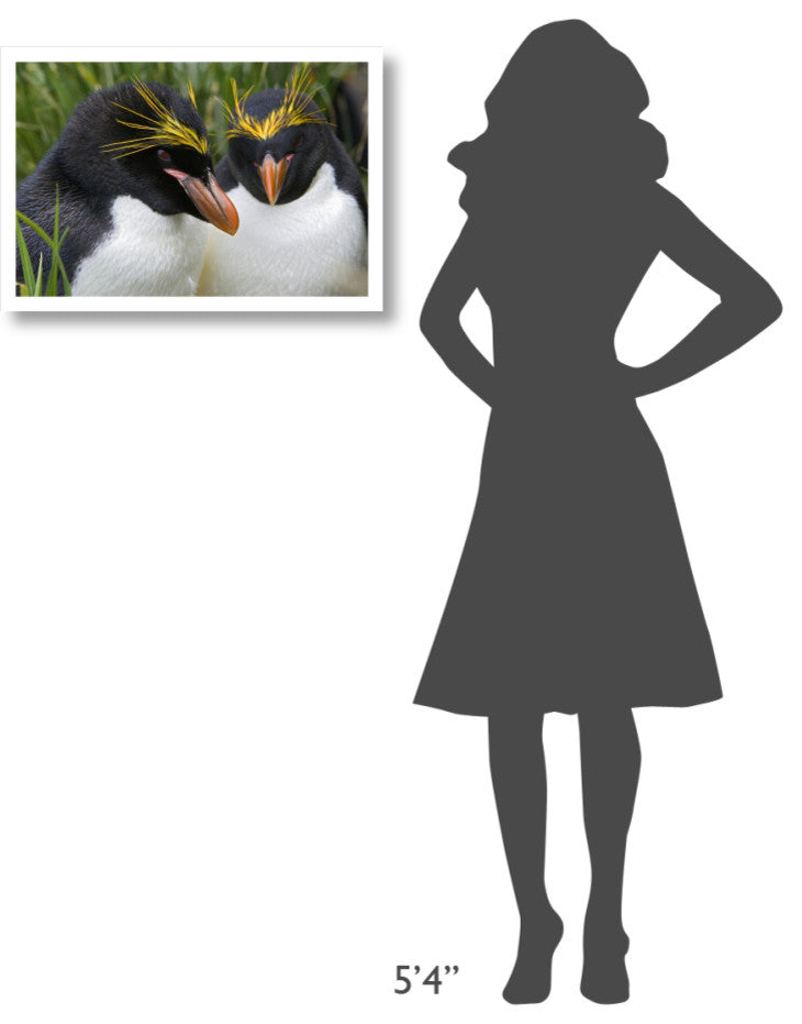 "Macaroni Penguin pair, Cooper Bay, South Georgia Island" Paper Art, 26"x18"