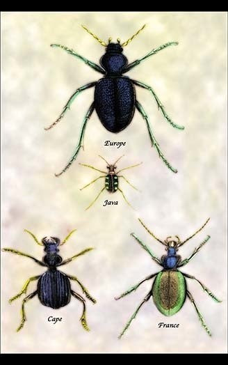 Beetles of Java, France, Cape and Europe #1- Canvas Poster 20" x 30"