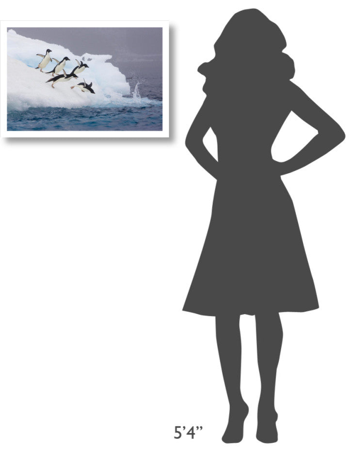 "Adelie Penguin diving off iceberg, Paulet Island" Paper Art, 26"x18"