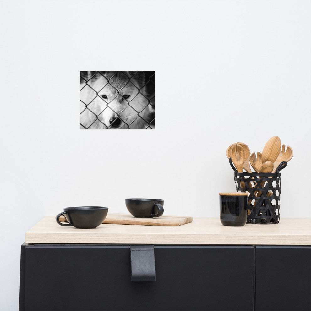Dreams of Freedom Black & White Wildlife Photo (Wolf) Unframed Wall Art Print, 8" X 10"