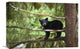 "Black Bear Cub Along Anan Creek, Tongass National Forest, Alaska" Artwork