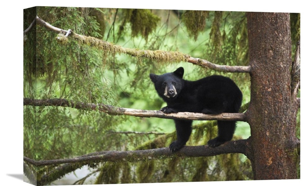 "Black Bear Cub Along Anan Creek, Tongass National Forest, Alaska" Artwork